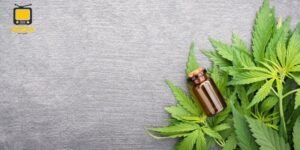 CBD ja tutkimustulokset